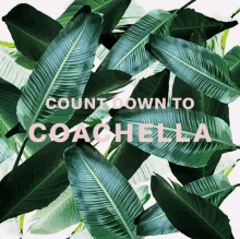 Coachella Leaves GIF - Coachella Leaves Countdown GIFs