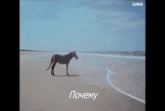 a horse is standing on a sandy beach with a luma logo in the background