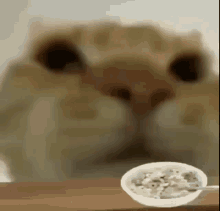 Cat Yummy GIF - Cat Yummy Cereal GIFs