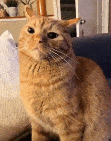 Cat Chomp GIF - Cat Chomp Arlo GIFs