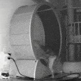Cat Wheel GIF - Cat Wheel Throw GIFs