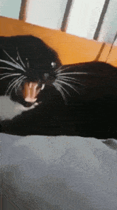 Stuck His Hand In The Cat'S Mouth Meme GIF - Stuck His Hand In The Cat'S Mouth Cat Meme GIFs