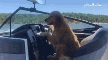 On Golden Retriever Pond Dog Driving Boat GIF - On Golden Retriever Pond Dog Driving Boat Living My Best Life GIFs