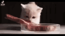 Cat Cat Eat GIF - Cat Cat Eat Cat Eating GIFs