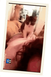 Cat Cat Therapy GIF - Cat Cat Therapy Massage GIFs
