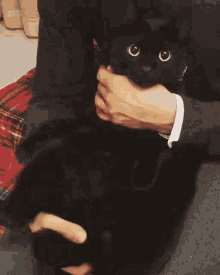 Black Cat GIF - Black Cat Cat Love GIFs