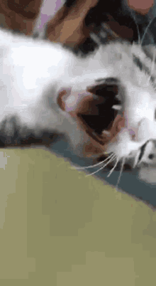 Gato Bundy GIF - Gato Bundy Cat GIFs
