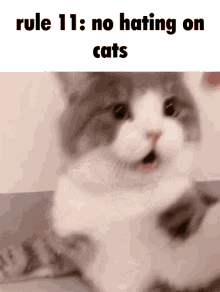 Dimden Cat GIF - Dimden Cat Cute GIFs