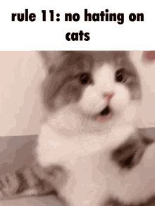 dimden-cat.gif 