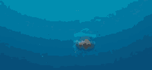 a large jellyfish is swimming in the ocean