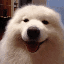 Wink Dog GIF - Wink Dog Animal GIFs