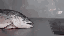 shocked salmon