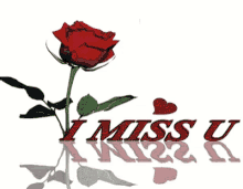 I Miss You Rose GIF - I Miss You Rose Saquinon GIFs