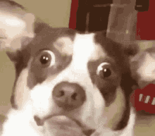 What Wtf GIF - What Wtf Dog Asks GIFs