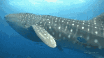 Whale Shark GIFs