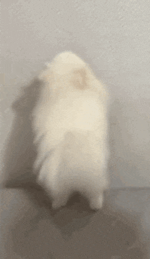 a small white dog is standing on its hind legs on a table .