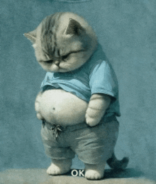 a cat with a big belly is wearing a blue shirt and shorts and says ok on the bottom
