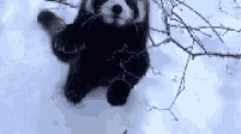 redpanda cute paws snow panda