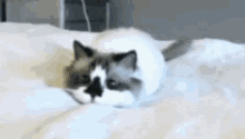 Cat Wiggle GIF - Cat Wiggle Bed GIFs