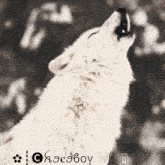 a picture of a white wolf howling with the word chocoboy on the bottom