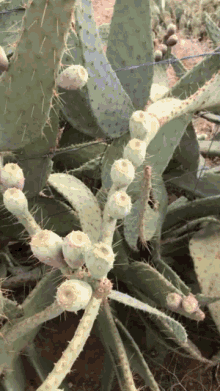 Lama America Cactus Aa Cactus GIF