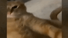 Cat Omgcat GIF - Cat Omgcat GIFs
