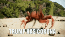 Trump Coronavirus GIF - Trump Coronavirus Victory GIFs