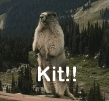 Yell Gopher GIF - Yell Gopher Kit GIFs