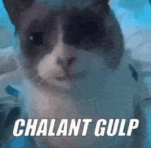 a close up of a cat 's face with the words chalant gulp written above it .