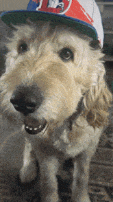 a close up of a dog wearing a hat with the number 3 on it