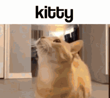 Kitty Cat GIF - Kitty Cat Watch Out GIFs