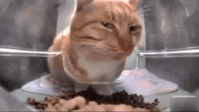 Treyreloaded Cat GIF - Treyreloaded Cat GIFs