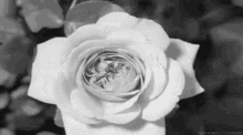 Rose Flower GIF - Rose Flower Blooming GIFs