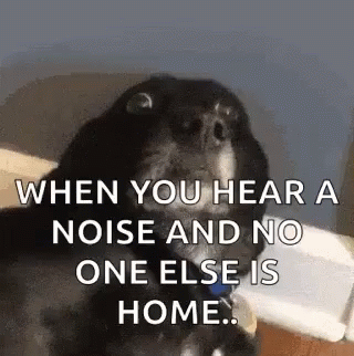 Dog Noise-Canceling Headphones
