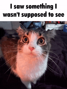 Cat Meme GIF