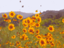 Flowers Windy GIF