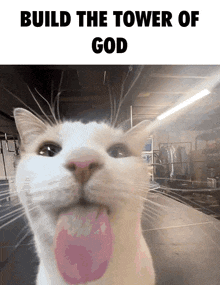 Build The Tower Of God Cat GIF - Build The Tower Of God Tower Of God Cat GIFs