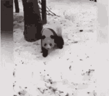 Panda Falling GIF - Panda Falling Snow GIFs