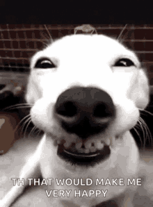 Funny Dogs Cute GIF