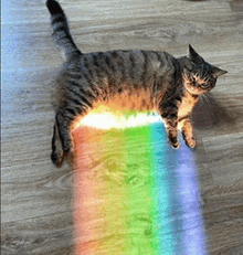 a cat laying on the floor with a rainbow in the background