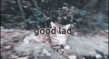Good Lad Lad GIF - Good Lad Lad Good GIFs