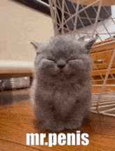 Mrpenis Cat GIF - Mrpenis Penis Cat GIFs
