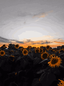 a field of sunflowers at sunset with a cloudy sky