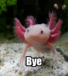 Axolotl Bye GIF - Axolotl Bye Good Bye GIFs