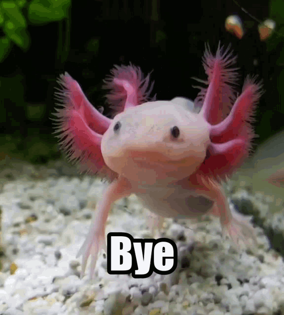 axolotl-bye.gif