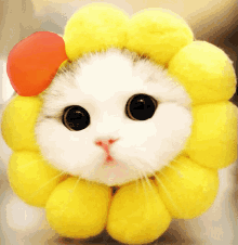 Sunshine Cat GIF - Sunshine Cat GIFs