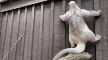 a white squirrel is standing on a tree branch in front of a wooden wall