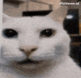 a close up of a white cat 's face with a blurry background .