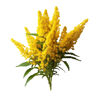 a bunch of yellow flowers are against a white background