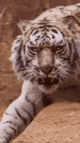 a close up of a white tiger walking on the ground